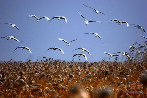 丹顶鹤 鹤翔九天的舞者与湿地之灵