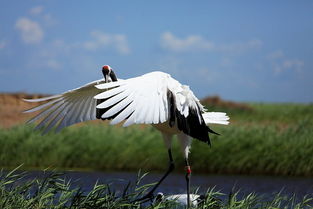 鹤舞蓝天，我心难翔——扎龙湿地观鹤有感
